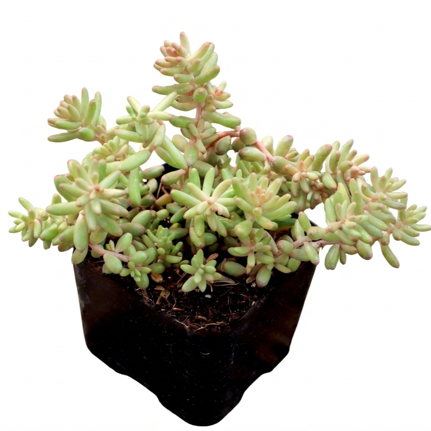 Sedum album 'Black Pearl', green succulents, indoor succulents, succulent care guide, buy succulents online
