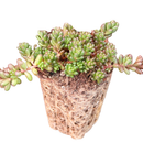 Close-up of a Sedum album 'Black Pearl' [plug], green succulents, indoor succulents, succulent care guide, buy succulents online