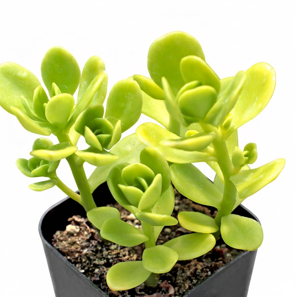 Sedum confusum