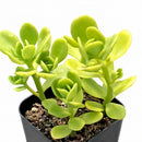 Sedum confusum