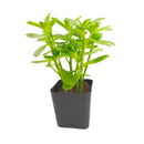 buy sedum confusum (plug) live succulent 1.5" plug online, glossy bright green rosette leaves, fleshy spoon-shaped foliage, spreading mounding growth habit, drought tolerant and low maintenance, perfect for cascading container or rock garden display, a charming easy-care gift for succulent lovers