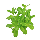 buy sedum confusum (plug) live succulent 1.5" plug online, glossy bright green rosette leaves, fleshy spoon-shaped foliage, spreading mounding growth habit, drought tolerant and low maintenance, perfect for cascading container or rock garden display, a charming easy-care gift for succulent lovers
