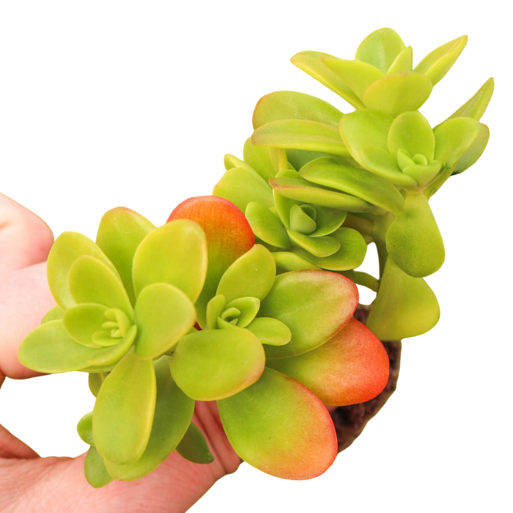 Close-up of a Sedum confusum [plug], green succulents, indoor succulents, succulent care guide, buy succulents online