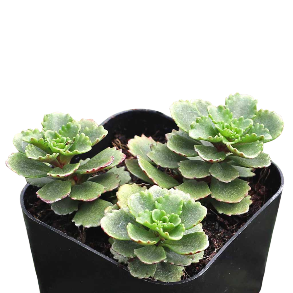 2 inch Sedum hybridum 'Immergrünchen', green succulents, indoor outdoor succulents, succulent care guide, buy succulents online