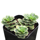 2 inch Sedum hybridum 'Immergrünchen' in a clay pot, green succulents, indoor outdoor succulents, succulent care guide, buy succulents online