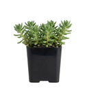 Sedum japonicum var. senanense in plastic pot, green succulents, indoor succulents, succulent care guide, buy succulents online
