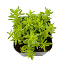 Sedum japonicum var. senanense in plastic pot, green succulents, indoor succulents, succulent care guide, buy succulents online
