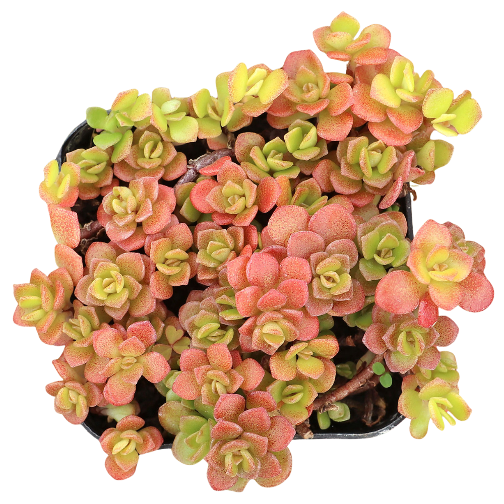 gold succulent plant Japanese Golden Sedum