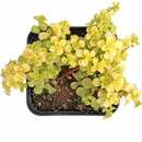Sedum makinoi 'Ogon' - Japanese Golden Sedum