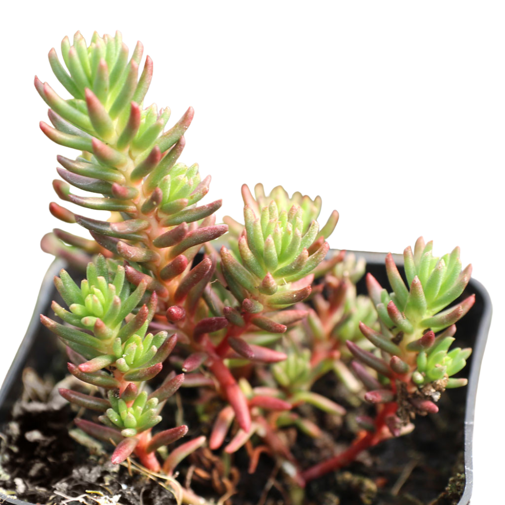 Sedum ochroleucum 'Red Wiggle'