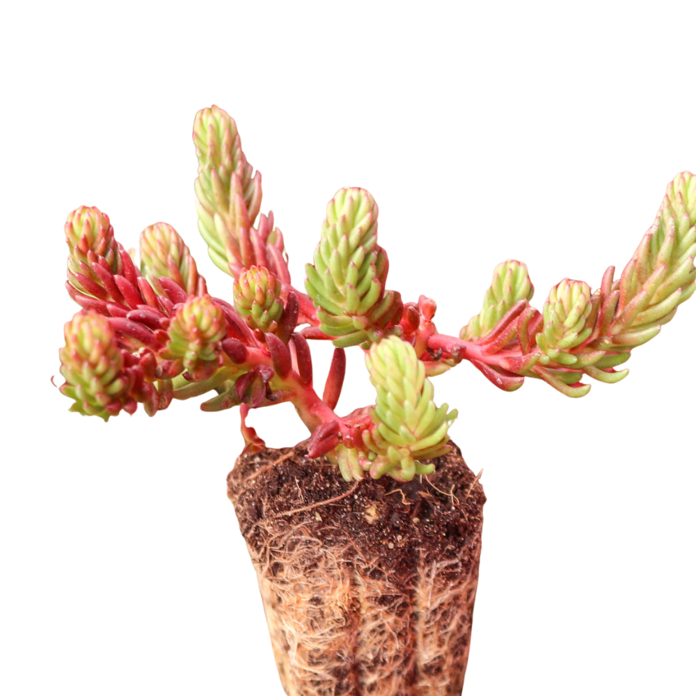 canada succulents online Sedum ochroleucum 'Red Wiggle' (Plug) - Easy Care Succulent