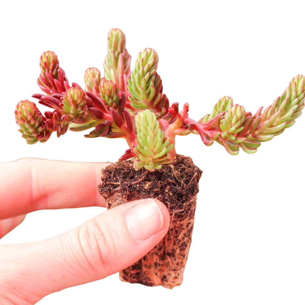 1.5" Sedum ochroleucum 'Red Wiggle' [plug], green succulents, indoor succulents, succulent care guide, buy succulents online