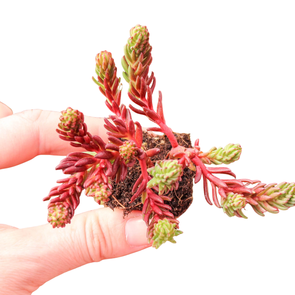 Sedum ochroleucum 'Red Wiggle' [plug], green succulents, indoor succulents, succulent care guide, buy succulents online