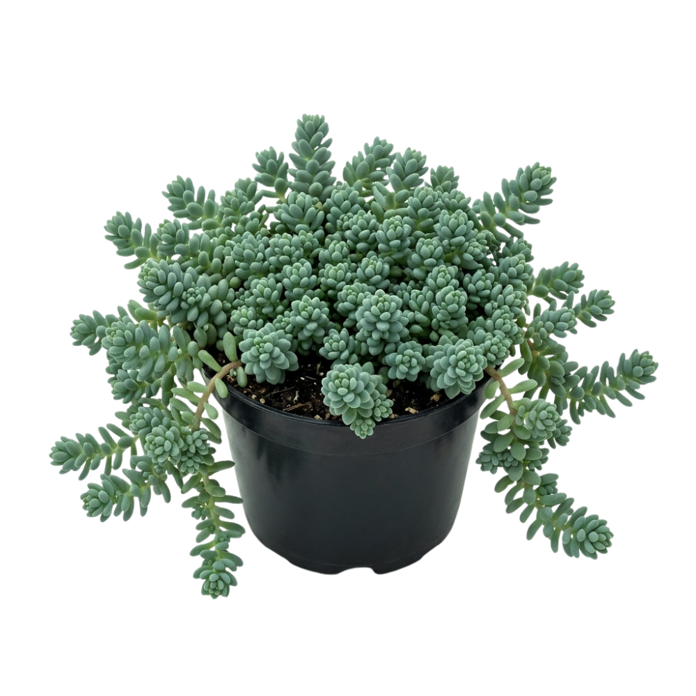 2 inch Sedum pallidum var. bithynicum in a plastic pot, green succulents, indoor outdoor succulents, succulent care guide, buy succulents online