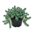 2 inch Sedum pallidum var. bithynicum in a plastic pot, green succulents, indoor outdoor succulents, succulent care guide, buy succulents online