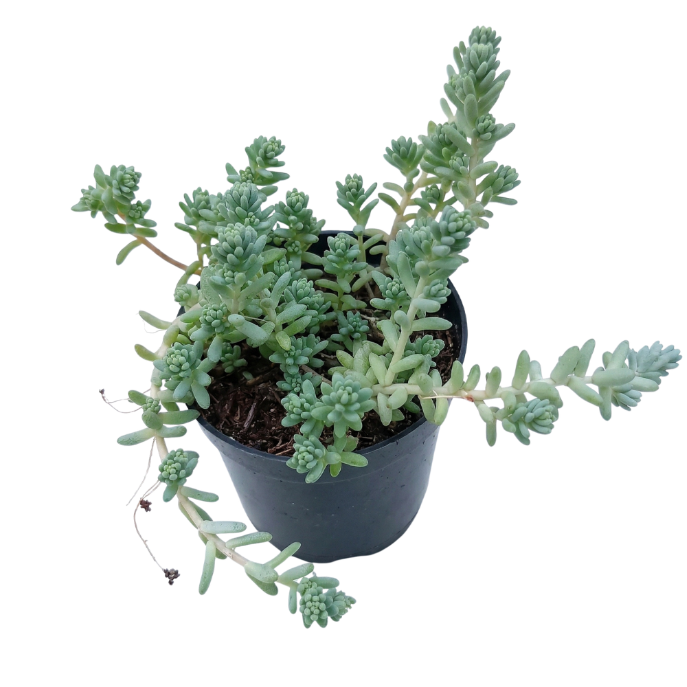 2 inch Sedum pallidum var. bithynicum, green succulents, indoor outdoor succulents, succulent care guide, buy succulents online