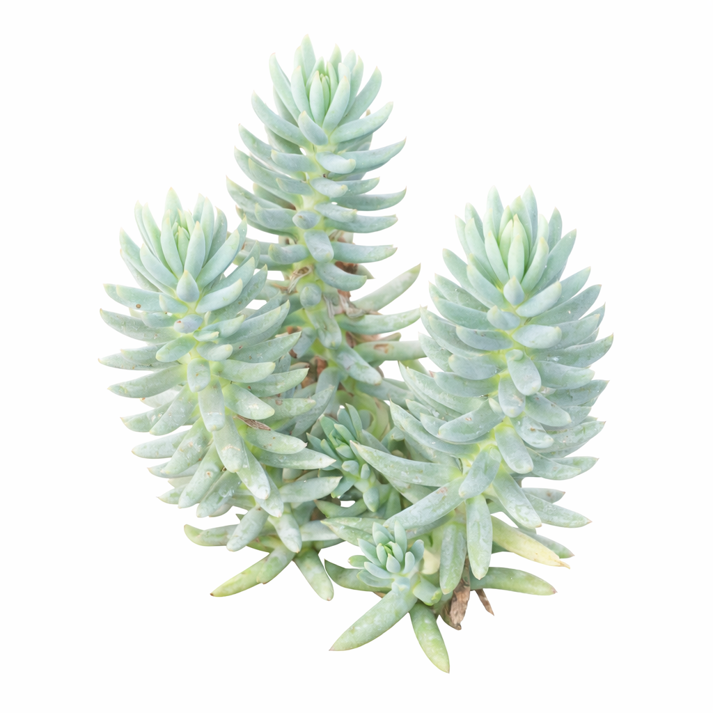 2 inch Sedum rupestre 'Silver', green succulents, indoor succulents, succulent care guide, buy succulents online