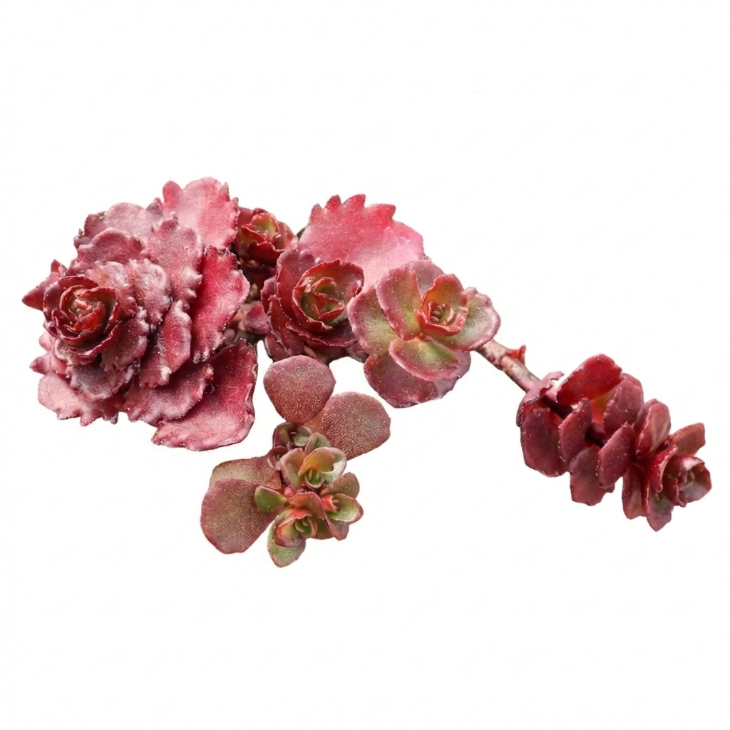 Close-up of a Sedum spurium 'Dragon's Blood', green succulents, indoor succulents, succulent care guide, buy succulents online
