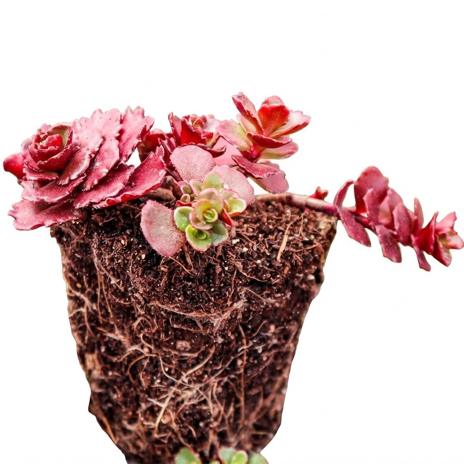 1.5" Sedum spurium 'Dragon's Blood' [plug] on a white background, green succulents, indoor succulents, succulent care guide, buy succulents online