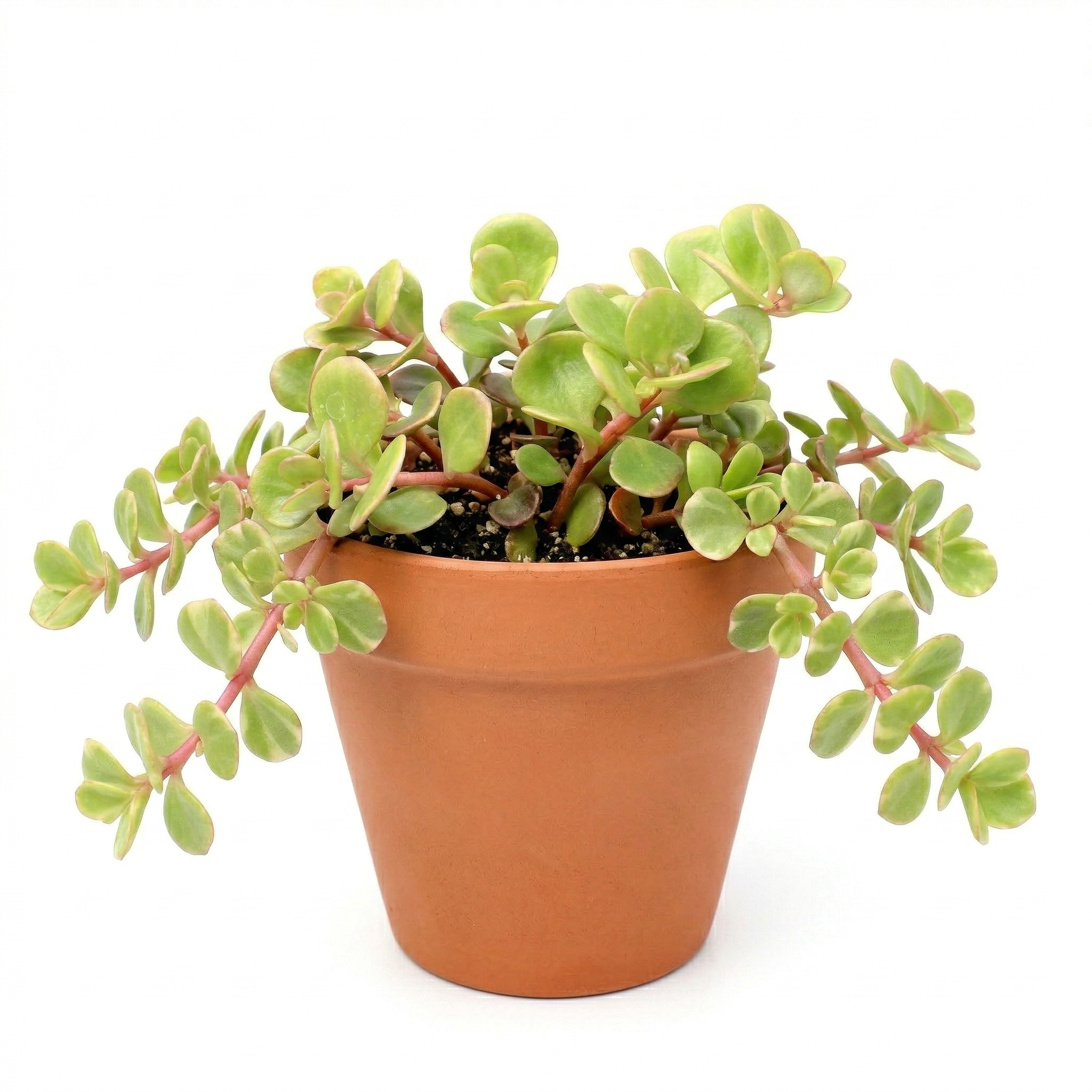 coral jade succulent Chinese Stonecrop - Easy Care Succulent