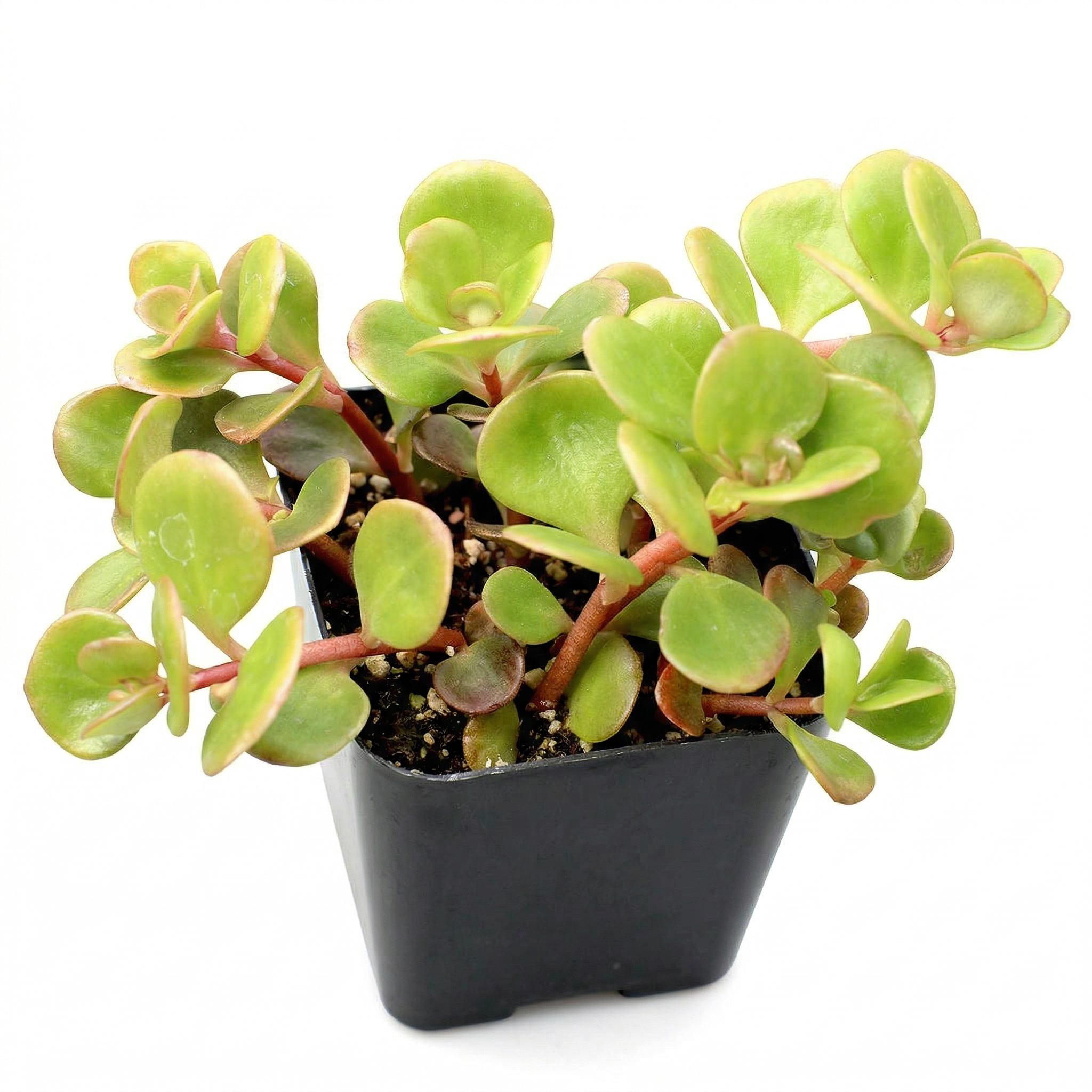 stonecrop succulent plants Chinese Stonecrop - Easy Care Succulent