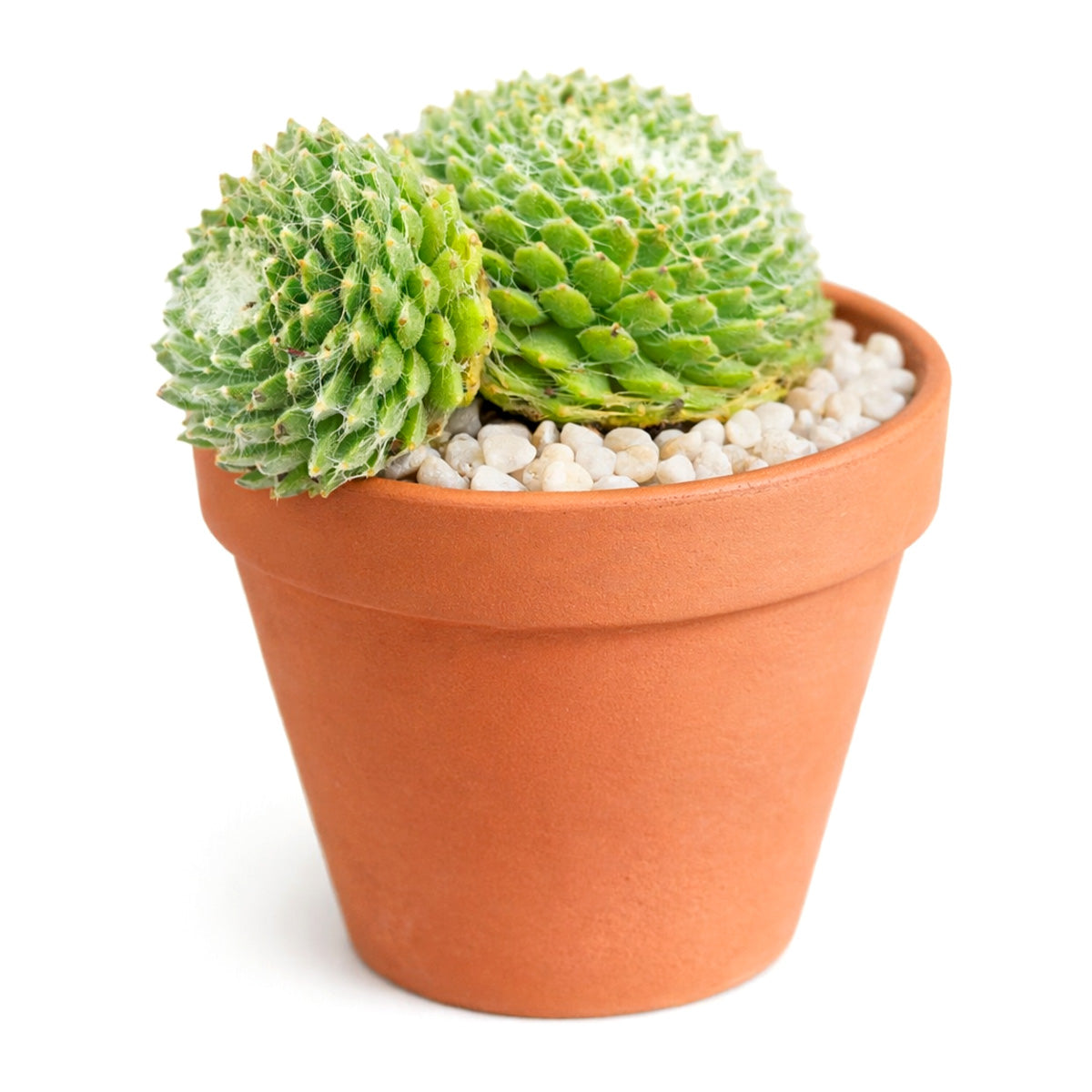 2 inch Sempervivum Arctic White, Snowy rosette plants, Frost-look garden plants, Extremely cold hardy succulents