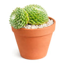 2 inch Sempervivum Arctic White, Snowy rosette plants, Frost-look garden plants, Extremely cold hardy succulents