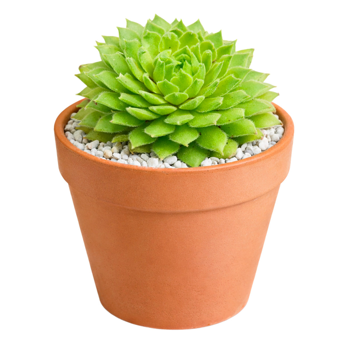 Sempervivum Artist succulent for sale online, green succulent, succulent gift ideas