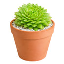 Sempervivum Artist succulent for sale online, green succulent, succulent gift ideas