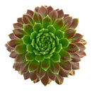 2 inch Sempervivum Averil, green succulents, indoor succulents, succulent care guide, buy succulents online