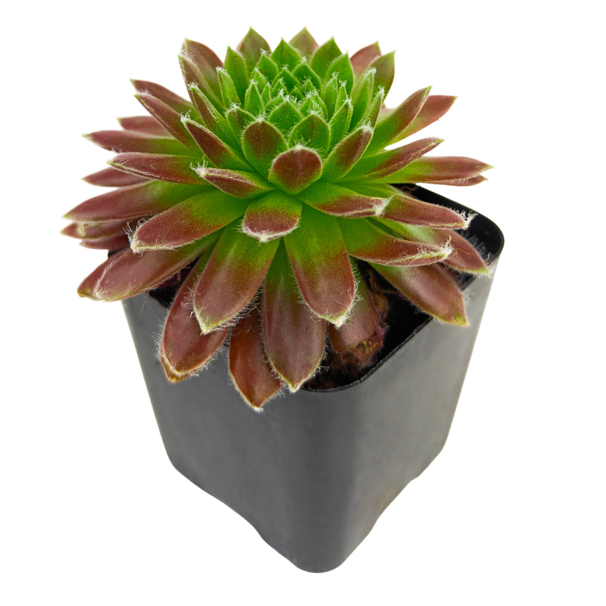 2 inch Sempervivum Averil, green succulents, indoor succulents, succulent care guide, buy succulents online