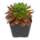 2 inch Sempervivum Averil, green succulents, indoor succulents, succulent care guide, buy succulents online