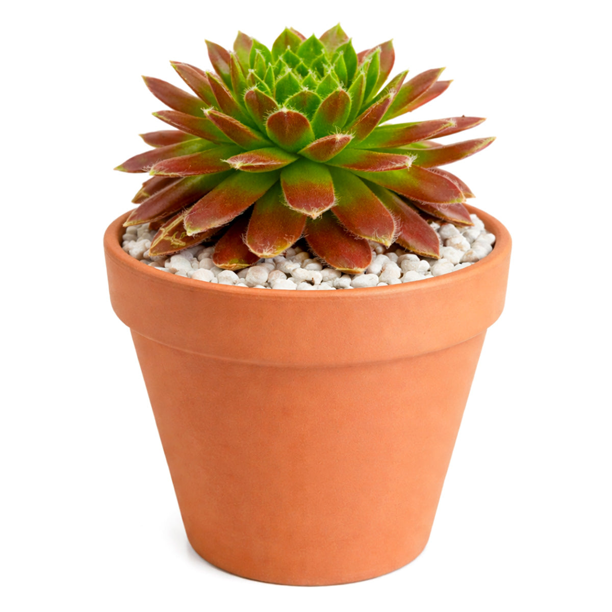 2 inch Sempervivum Averil, green succulents, indoor succulents, succulent care guide, buy succulents online