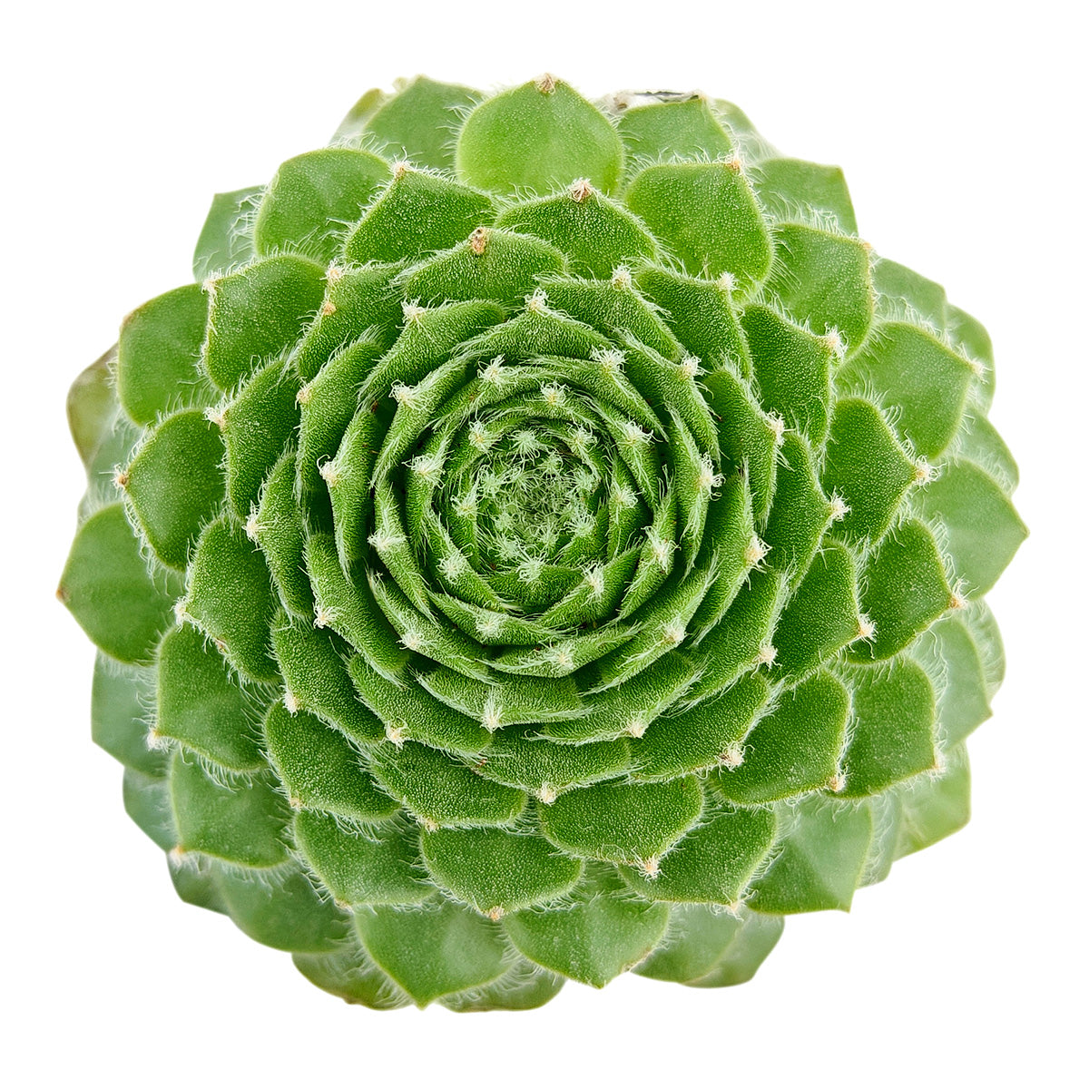 2 inch Sempervivum 'Butterfly', pink succulents, indoor succulents, succulent care guide, buy succulents online