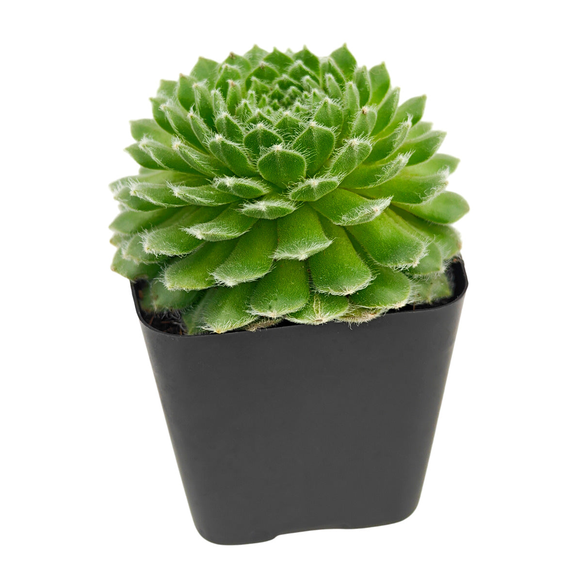 2 inch Sempervivum 'Butterfly', pink succulents, indoor succulents, succulent care guide, buy succulents online