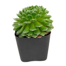 2 inch Sempervivum 'Butterfly', pink succulents, indoor succulents, succulent care guide, buy succulents online