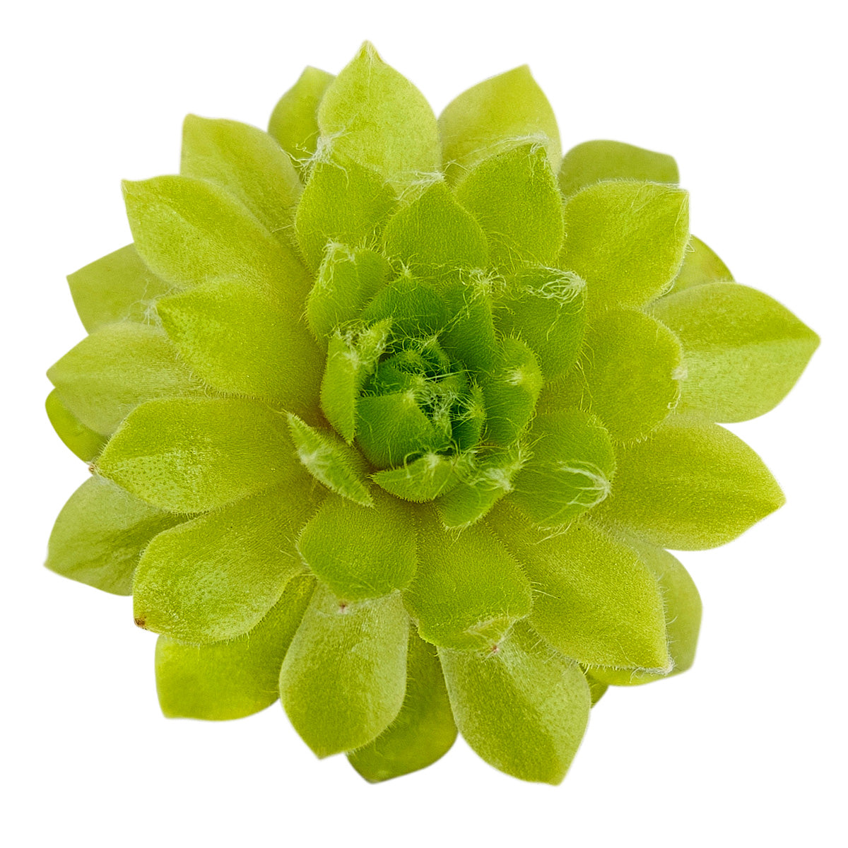 2 inch Sempervivum 'Lemon Flare', green succulents, indoor succulents, succulent care guide, buy succulents online