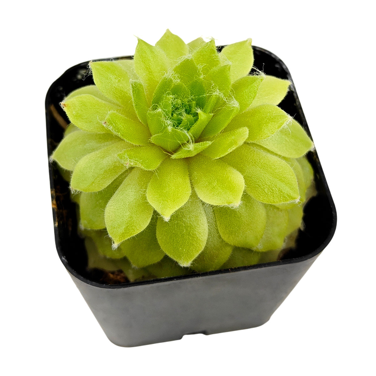 2 inch Sempervivum 'Lemon Flare', green succulents, indoor succulents, succulent care guide, buy succulents online