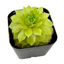 2 inch Sempervivum 'Lemon Flare', green succulents, indoor succulents, succulent care guide, buy succulents online