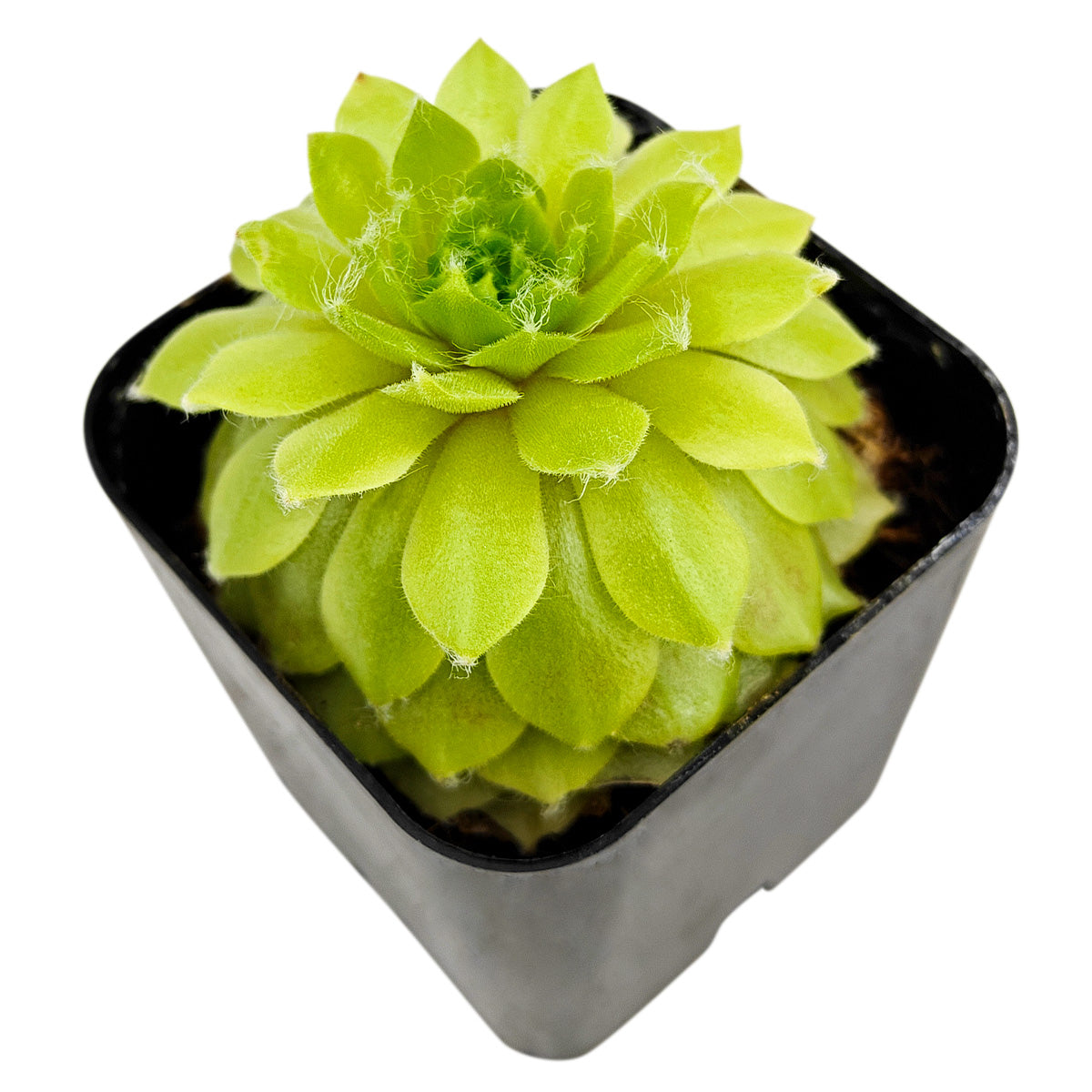 2 inch Sempervivum 'Lemon Flare', green succulents, indoor succulents, succulent care guide, buy succulents online
