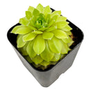 2 inch Sempervivum 'Lemon Flare', green succulents, indoor succulents, succulent care guide, buy succulents online