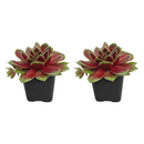 Buy an 8-pack of Sempervivum 'Coconut Crystal' live plants online. Each hens and chicks succulent forms a neat rosette with pale green leaves and delicate light tones. Easy to care for, they thrive in bright light, well-draining soil, and minimal watering.