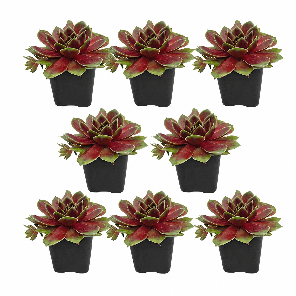 Buy an 8-pack of Sempervivum 'Coconut Crystal' live plants online. Each hens and chicks succulent forms a neat rosette with pale green leaves and delicate light tones. Easy to care for, they thrive in bright light, well-draining soil, and minimal watering.