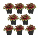 Buy an 8-pack of Sempervivum 'Coconut Crystal' live plants online. Each hens and chicks succulent forms a neat rosette with pale green leaves and delicate light tones. Easy to care for, they thrive in bright light, well-draining soil, and minimal watering.