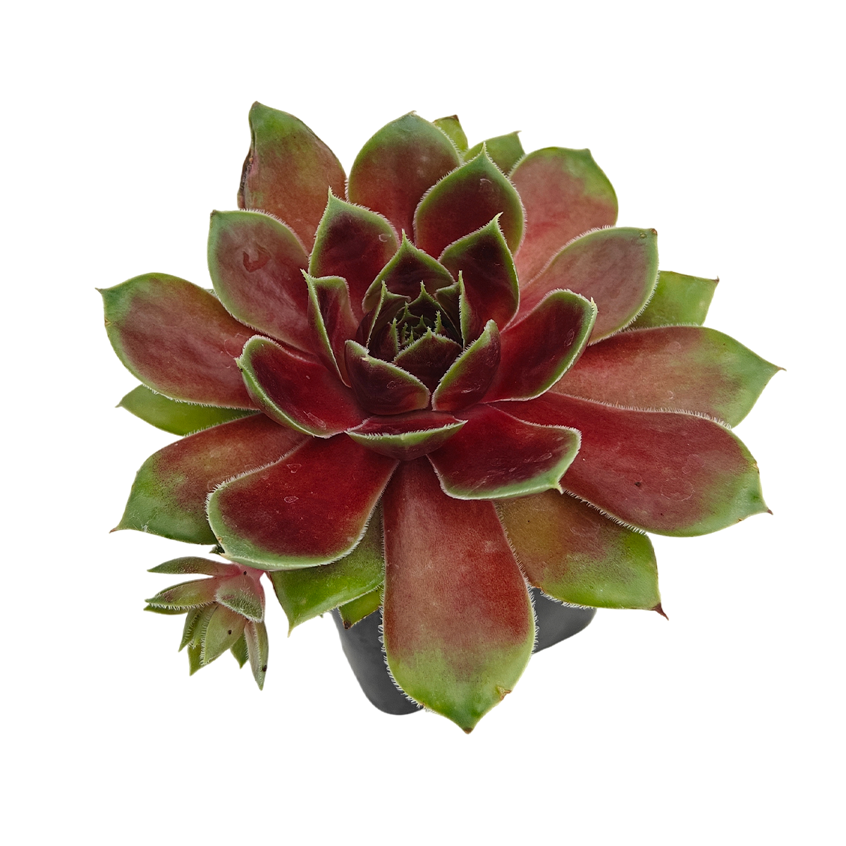2 inch sempervivum 'coconut crystal' live succulent for sale, vivid jewel-like rosette shifting from frosty green to deep cranberry red with the seasons, firm thick succulent leaves in a dense geometric whorl, offset-producing hen and chicks clumping growth form, pet-friendly and easy care cold-hardy perennial succulent, striking architectural accent for troughs borders and outdoor pots, an excellent thoughtful gift for succulent enthusiasts in a clay pot
