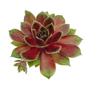 2 inch sempervivum 'coconut crystal' live succulent for sale, vivid jewel-like rosette shifting from frosty green to deep cranberry red with the seasons, firm thick succulent leaves in a dense geometric whorl, offset-producing hen and chicks clumping growth form, pet-friendly and easy care cold-hardy perennial succulent, striking architectural accent for troughs borders and outdoor pots, an excellent thoughtful gift for succulent enthusiasts in a clay pot