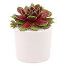 2 inch sempervivum 'coconut crystal' live succulent for sale, vivid jewel-like rosette shifting from frosty green to deep cranberry red with the seasons, firm thick succulent leaves in a dense geometric whorl, offset-producing hen and chicks clumping growth form, pet-friendly and easy care cold-hardy perennial succulent, striking architectural accent for troughs borders and outdoor pots, an excellent thoughtful gift for succulent enthusiasts in a clay pot