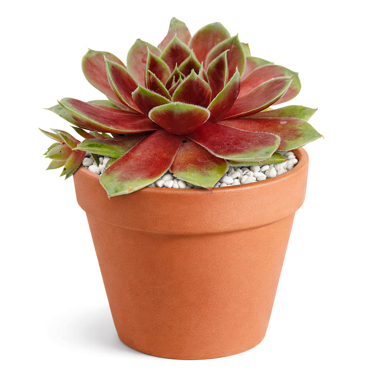 2 inch Sempervivum Coconut Crystal, green succulents, indoor succulents, succulent care guide, buy succulents online