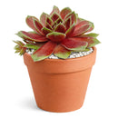 2 inch Sempervivum Coconut Crystal, green succulents, indoor succulents, succulent care guide, buy succulents online