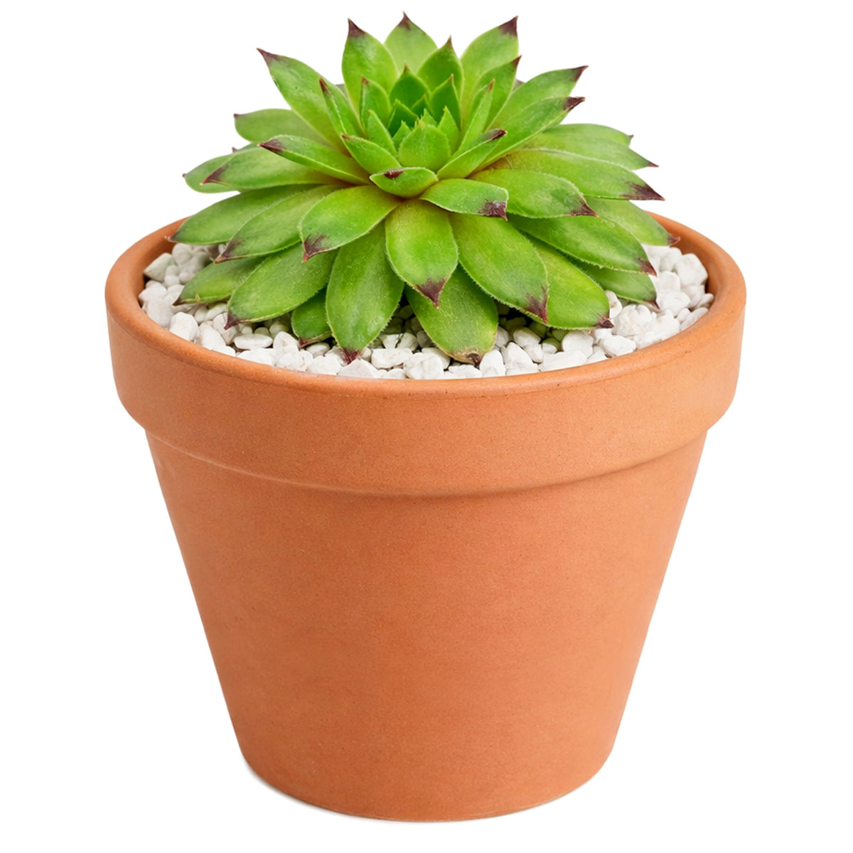 2 inch Sempervivum Emerald Swirl, Colorockz Emerald Swirl, Hens and Chicks Emerald Swirl, Winter-hardy succulent, cold-hardy hens and chicks